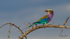 Roller with Insect 3