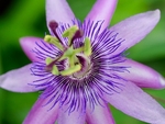 A Passion Flower