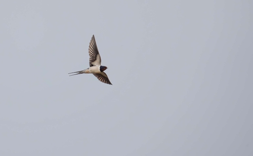 Swallow