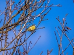 Blue Tit