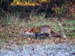 Red Fox