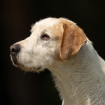 Hounds portfolio