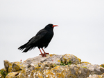 Chough