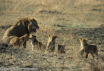 The lion takes care of the cubs
