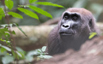 Female gorilla