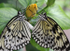 tulip butterflies