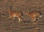 Brown Hares
