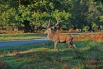 Red Deer