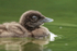 Common Loon chick close view, Minnesota