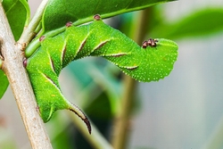 Privet Hawk Larva