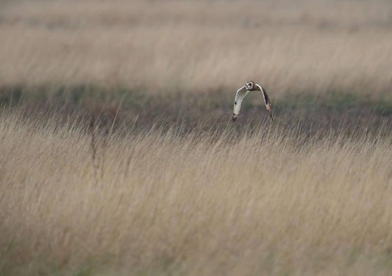 Short Eared Owl
