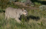 Amarga