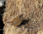Cobb's Wren portfolio