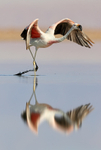 Reflection of Andean Flamingo running, Laguna Chaxas, Chile