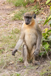 Patas Monkey