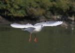 090917 SEAGULL08 IMG_7162
