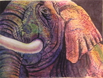 Elephant - Up Close
