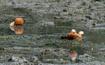 Ruddy Shelduck