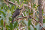 African Dusky Flycatcher perched on a branch