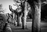 Bakewell Pollarded Trees
