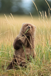 Grizzly Bear cub eating grass, Lake Clark National Park, Alaska