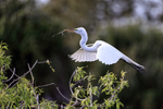 Great Egret approach to nest with twig, Venice Rookery, Florida