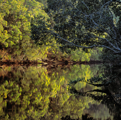 Mc Carrs Creek reflections