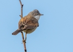 Whitethroat 3
