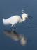 SNOWY EGRET - HUNTINGTON STATE PARK, SC