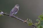 Willow Warbler