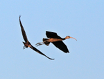 Two Glossy Ibis in flight over Stanpit Marsh