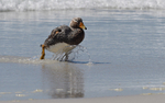 Falkland Steamer Duck