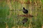 Coot