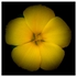 Studio Flowers - 1