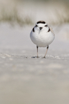 Snowy Plover, Fort De Soto Park, Florida
