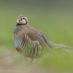 Spring Green Partridge