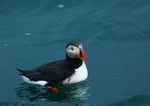 Puffin 5