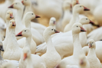 Ross's Goose head, Bosque del Apache, New Mexico