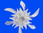 Sea Daffodil