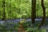 Bluebells at Bradley Hill