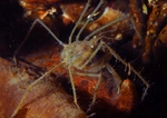 Macropodia rostrata