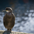 Cormorant