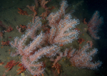 Alcyonium glomeratum