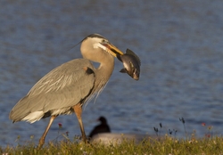 Great Blue Heron _0025