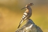 Hoopoe