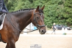 135-Anne_Shrubshall-Hfradin portfolio