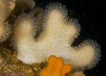 Alcyonium digitatum