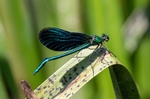 Beautiful Demoiselle