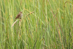 Savannah Sparrow, Silver Salmon Creek, Lake Clark NP, Alaska