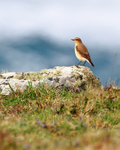 Wheatear perched on a rock on the Cornish coast